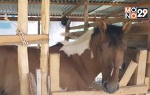 เตรียมฉีดวัคซีนป้องกันกาฬโรคม้าระบาด