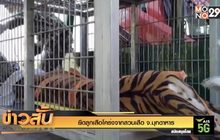 ยึดลูกเสือโคร่งจากสวนเสือ จ.มุกดาหาร