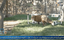 จิ้งจอกแดงชิลีทำนายผลบอลโคปาอเมริกา