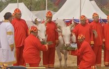 พระโคกินข้าวน้ำหญ้าธัญญาหารบริบูรณ์-น้ำพอดี