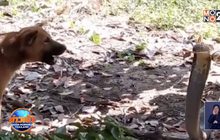 หมาหมู่สู้ฟัดกัดจงอางยักษ์