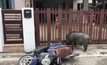 หมูป่าอยากเข้าไปหาตัวเมีย แต่ติดรั้วเลยพุ่งชนรถจักรยานยนต์เสียหาย