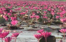 เปิดทุ่งบัวแดงสวนน้ำหนองสำรอง จ.กาญจนบุรี