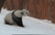 ชาวจีนแห่ชมแพนด้ายักษ์เล่นหิมะ