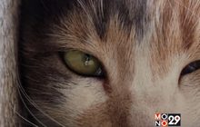 KEDI