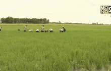 กรมชลฯ ยืนยันมีน้ำช่วยข้าวตั้งท้องกว่า 1 ล้านไร่