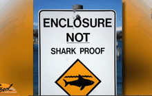 วิธีรับมือกับฉลาม สำหรับผู้เล่นกีฬาทางน้ำ