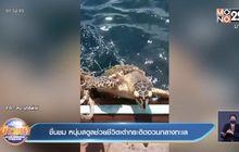 ชื่นชม หนุ่มสตูลช่วยชีวิตเต่ากระติดอวนกลางทะเล