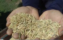 ห่วงข้าวหอมมะลิไทยอีก 5 ปี เหลือแต่ชื่อ