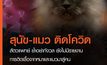 ผลวิจัยพบสุนัขและแมว ติดเชื้อโควิด-19