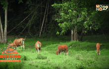 กลุ่มป่าแก่งกระจาน มรดกเราสู่มรดกโลก