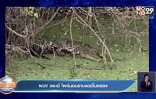 ผวา! จระเข้ โผล่นอนอาบแดดในคลอง