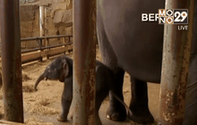 สวนสัตว์ในเบอร์ลินต้อนรับลูกช้างเกิดใหม่