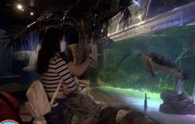 “ซีไลฟ์ แบงคอก” กลับมาเปิดประสบการณ์ท่องโลกทะเลอีกครั้ง