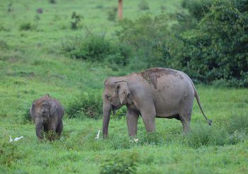13 มีนาคม วันช้างไทย ทรูคอร์ปอเรชั่น ชวนตระหนักปัญหาความขัดแย้ง คนกับช้าง ใช้เทคโนโลยี AI เฝ้าระวังช้างป่าด้วยระบบเตือนภัยล่วงหน้าลดการสูญเสีย ของคนและช้างป่า