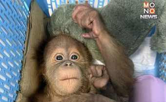 ช่วยลิงอุรังอุตัง 2 ตัว จากขบวนการค้าสัตว์ป่า