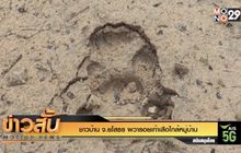 ชาวบ้าน จ.ยโสธร ผวารอยเท้าเสือใกล้หมู่บ้าน