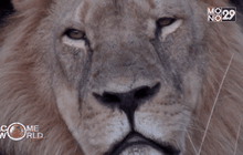 สิงโตเซซิลกับการอนุรักษ์เสือในซิมบับเว