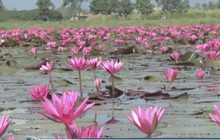 ชมทุ่งบัวแดงกว๊านพะเยา