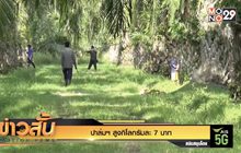 ตรัง ราคาปาล์มฯ พุ่งสูง กก.ละ 7.8 บาท