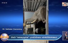 ช้างป่า“พลายบุญช่วย” บุกครัวอีกรอบ แต่กลับได้อาหารแมว