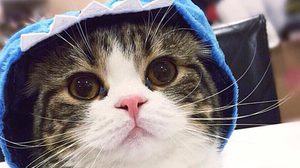 พรอมเมนาดาฯ ชวนคนรักแมวร่วม งานประกวดแมวสวยงาม ครั้งที่ 8 – 9