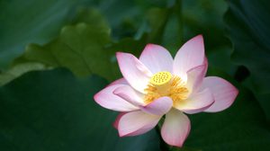 ปฏิทินวันพระ 2562 เดือนมกราคม