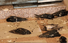 สัตว์ตายเพราะอากาศหนาวฉับพลัน