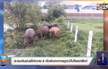 ระดมเงินช่วยไถ่ควาย 6 ตัวพ้นจากการถูกนำไปโรงฆ่าสัตว์