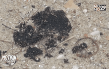 เรียกร้องตรวจสอบก้อนน้ำมัน จ.สงขลา