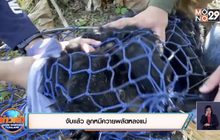 จับแล้ว ลูกหมีควายพลัดหลงแม่