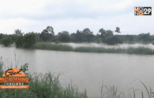 พื้นที่เกษตร จ.บึงกาฬเสียหายหลายหมื่นไร่