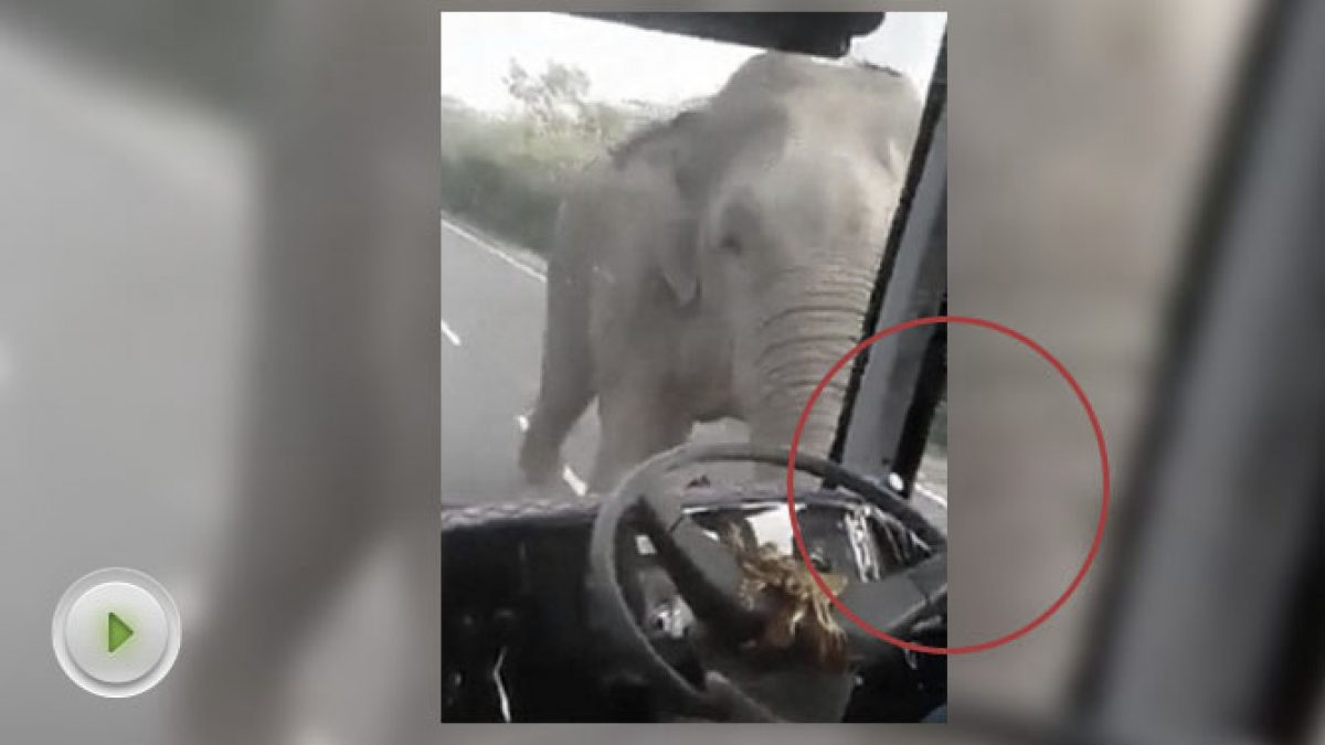 อย่าทำแบบนี้นะครับ...! จอดรถให้อาหารช้างป่าถูกช้างใช้งวงฟาดทะลุกระจกรถ