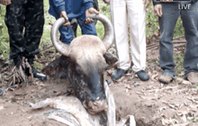 จับพรานฆ่ากระทิง จ.ราชบุรี