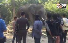 ตั้งข้อหาควาญช้าง เหตุช้างทำร้ายไกด์เสียชีวิต