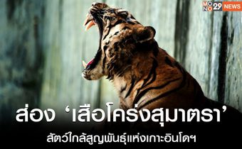 ส่อง ‘เสือโคร่งสุมาตรา’ สัตว์ใกล้สูญพันธุ์แห่งเกาะอินโดฯ