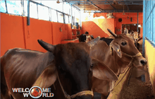 ประท้วงฆ่าวัวในอินเดีย