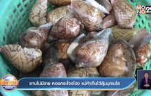แทบไม่มีขาย หอยกระโจงโดง แม่ค้าเก็บไว้ลุ้นมุกเมโล