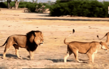 เลื่อนพิจารณาคดีล่าสิงโตในซิมบับเว