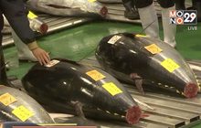 ญี่ปุ่นประมูลปลาทูน่าทุบสถิติเกือบ 100 ล้านบาท