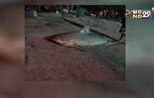 ชาวบ้านตกฉลามได้ที่บางแสน จ.ชลบุรี