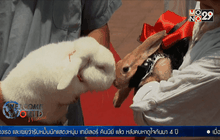 งานแต่งสัตว์เลี้ยงหมู่ในเปรู