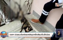 ​อาสาช่วยแมวโชคร้ายขาหลังถูกเหล็กเสียบเจ็บเล็กน้อย