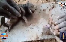 ชื่นชมกลุ่มคนงานก่อสร้างช่วยชีวิตลูกหมาสองตัวให้รอดจมน้ำ