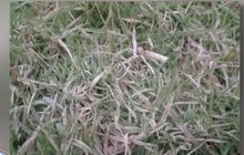 หนาวฟิน อินทนนท์ อวดโฉมเหมยขาบ