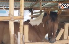 เตรียมฉีดวัคซีนป้องกันกาฬโรคม้าระบาด