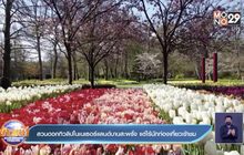 สวนดอกทิวลิปในเนเธอร์แลนด์บานสะพรั่ง แต่ไร้นักท่องเที่ยวเข้าชม