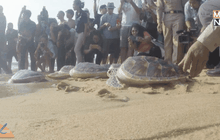 ทช.เร่งฟื้นฟูแหล่งวางไข่เต่าทะเลใกล้สูญพันธุ์