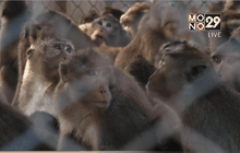 ย้ายลิงแสมห่างชุมชนบางกระดี่