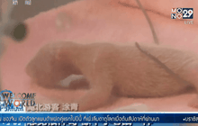 จีนเปิดตัวแพนด้าแฝดคู่แรกในจีน